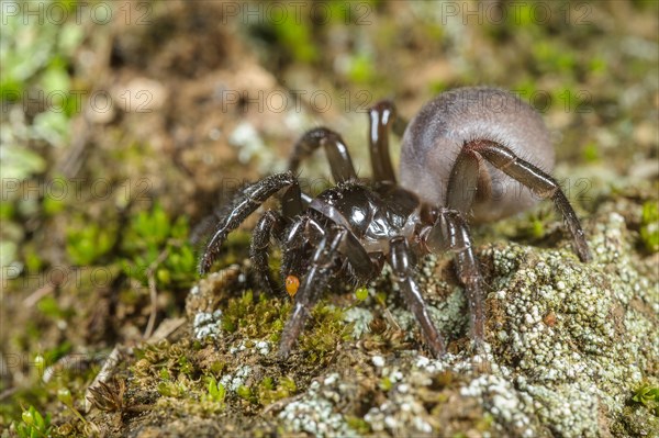 Moggridge's Trapdoor Spider