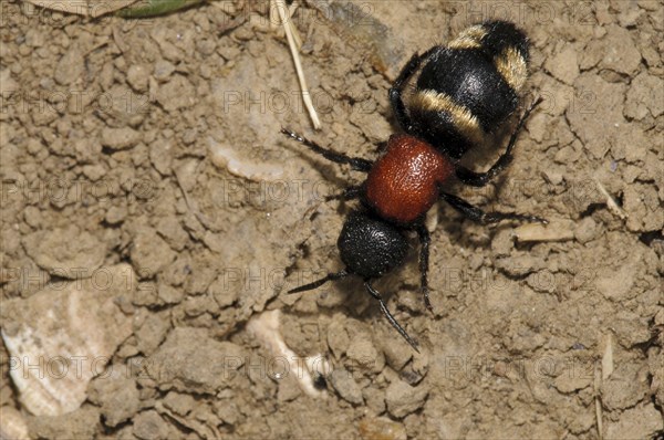 Eastern Velvet Ant