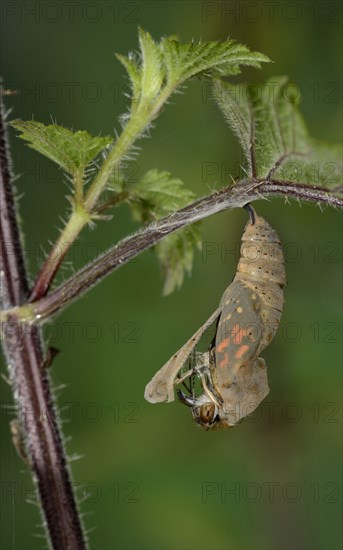 Painted painted lady