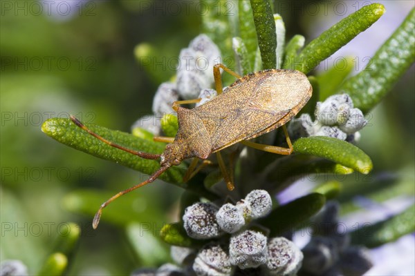 Box bug