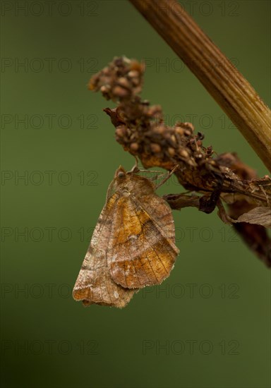Early Thorn Moth