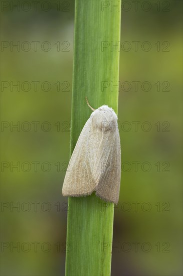 Fen Wainscot