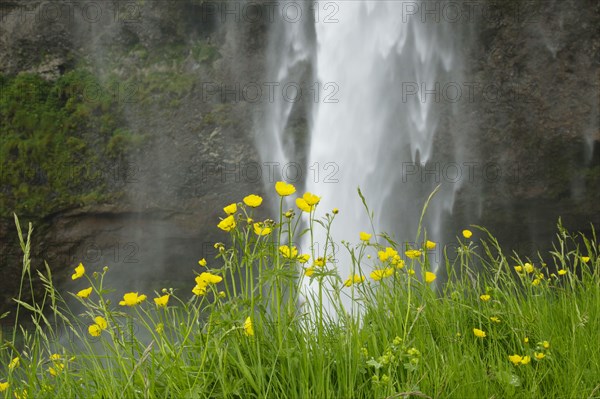 Flowering tall buttercup