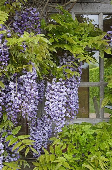 Chinese Wisteria