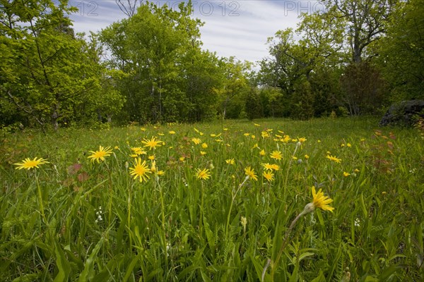 Flowering viper's-grass