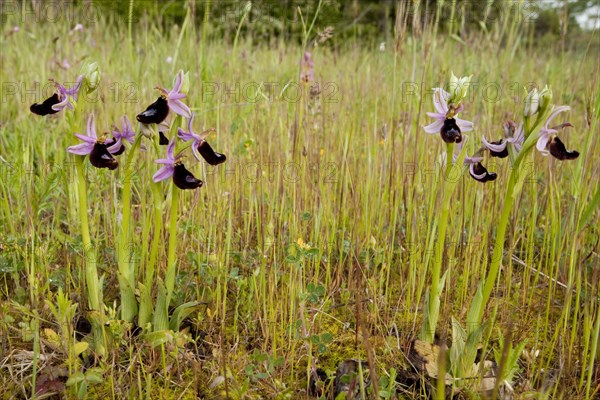 Flowering bertoloni's bee orchid