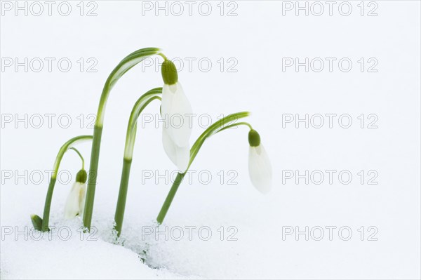 Common snowdrop