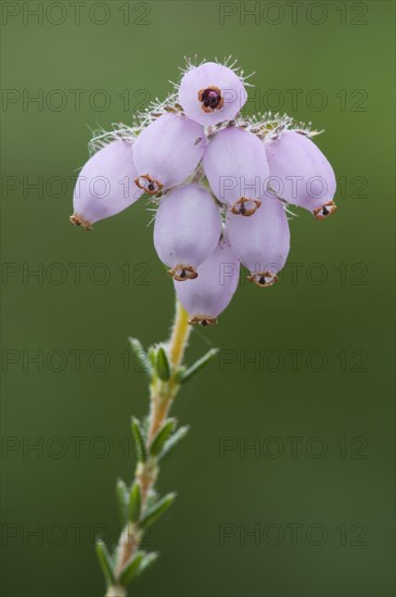 Close-up of cross-leaved heath