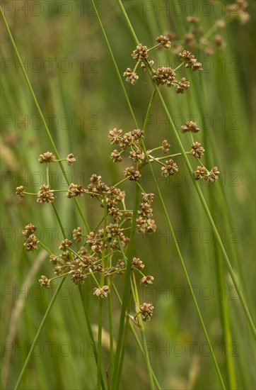 Blunt-flowered rush