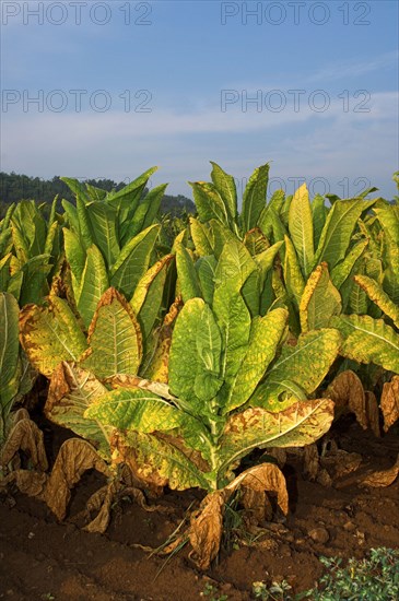 Cultivated tobacco