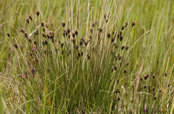 Black Bog-rush