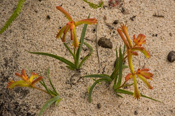 Common Cat's Paw