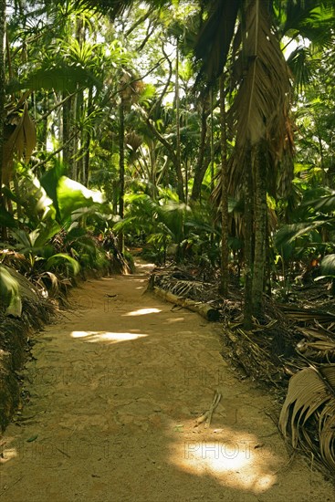 Trails and vegetation in Vallee de Mai National Park