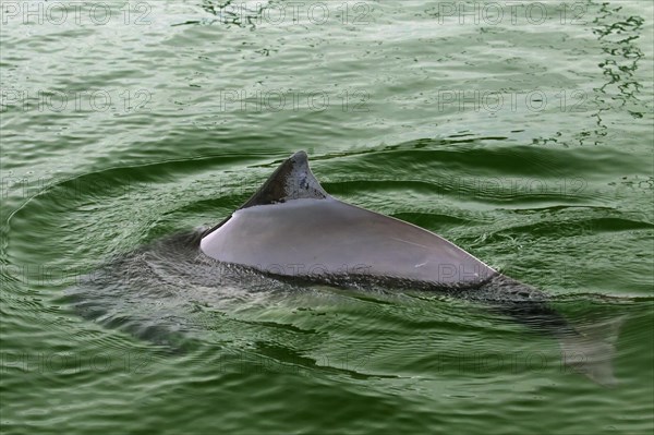 Harbour porpoise