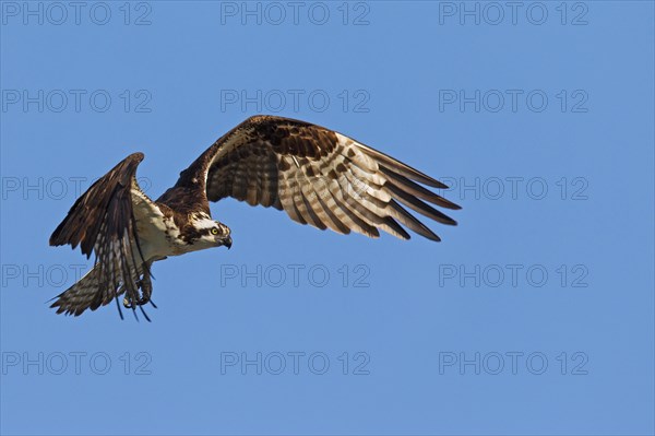 Western osprey