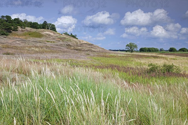 European beach grass in the inland dunes near Klein Schmoelen on the Elbe