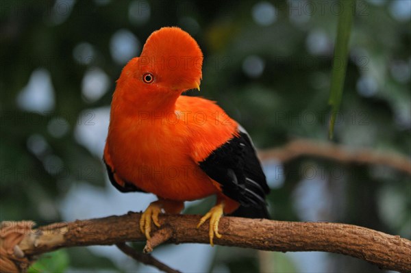 Andean Rock Cock