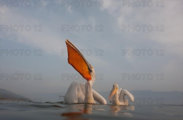 Dalmatian Pelicans