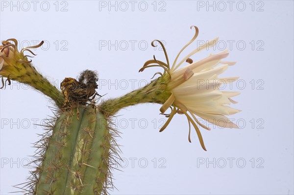 Echinopsis chiloensis