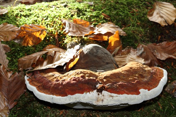 Red Banded Polypore