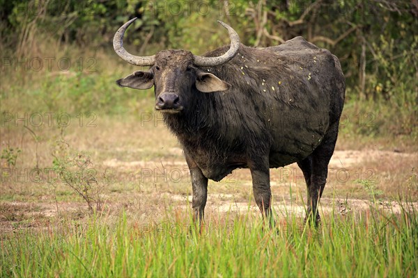 Water buffalo