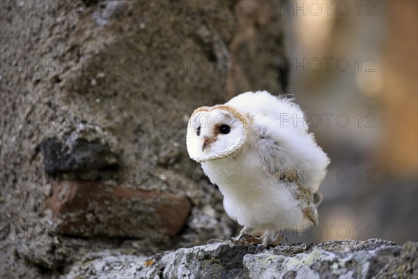 Barn Owl