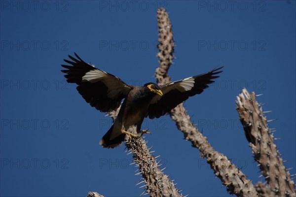 Common Myna