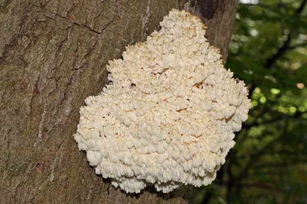 Prickly Beech Beard