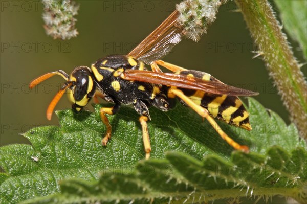 European Paper Wasp