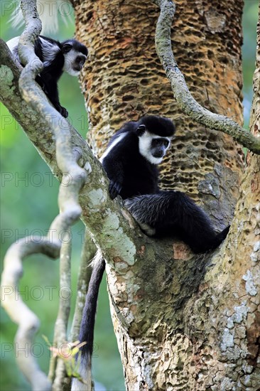 Mantled Guereza