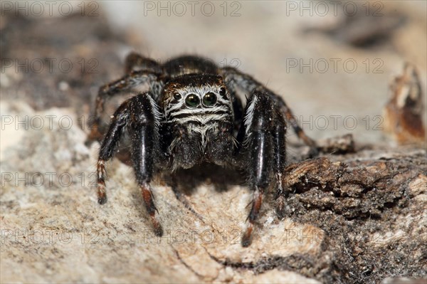 Black jumping spider