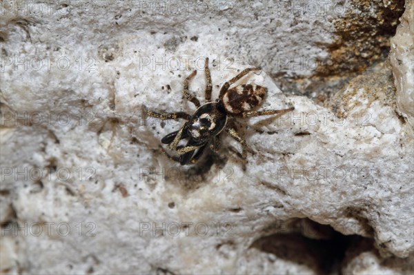 Zebra spider