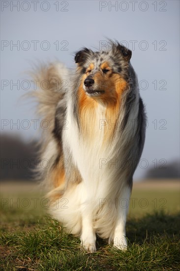 Scottish shepherd dog