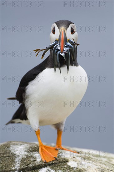 Atlantic Puffin