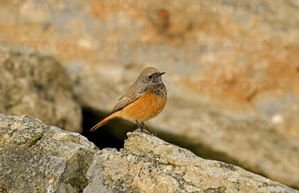 Eastern Black Redstart