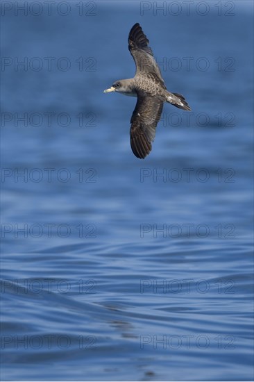 Cory's Shearwater