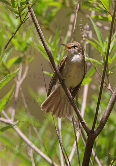 Western Olivaceous Warbler