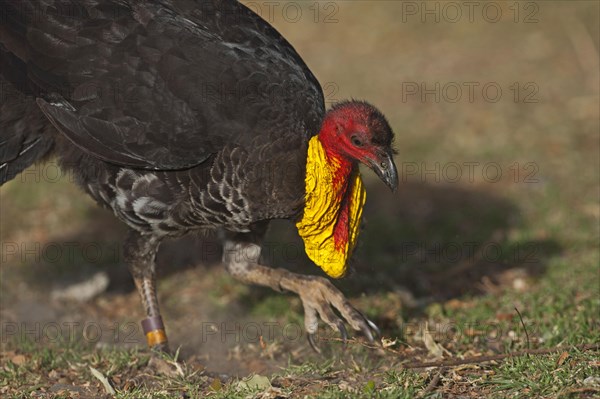 Australian australian brushturkey