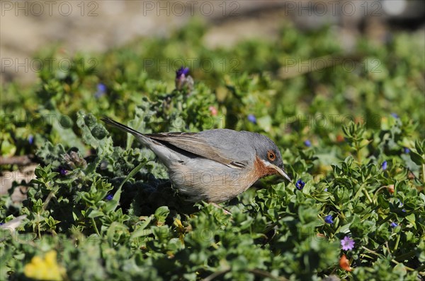 White-bearded Warbler