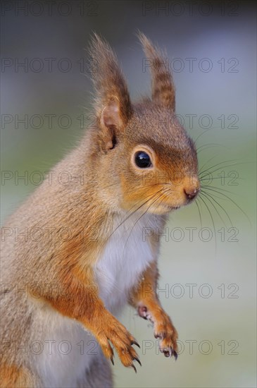 Eurasian red eurasian red squirrel