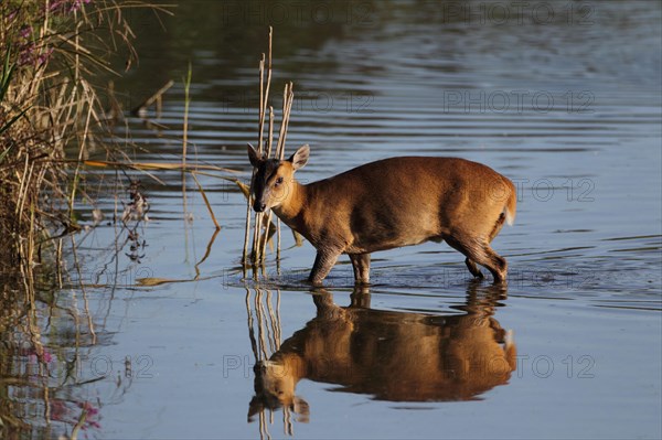 Chinese chinese muntjac