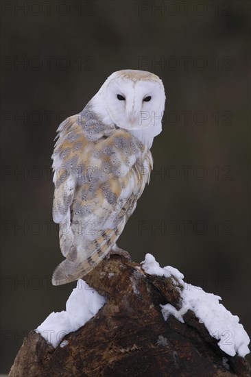 Common barn owl