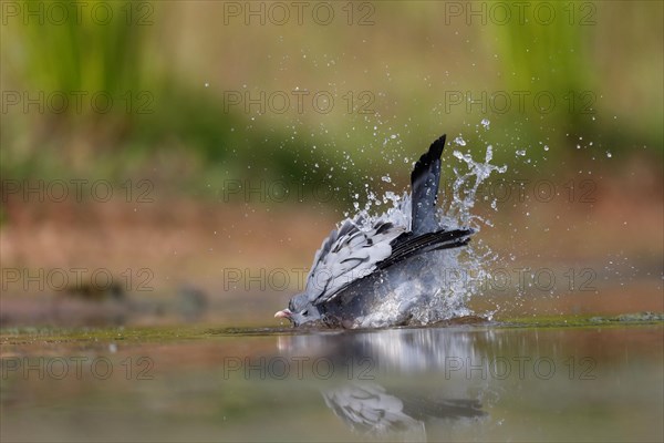 Stock Dove