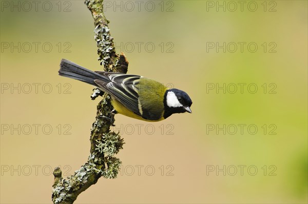 Great tit