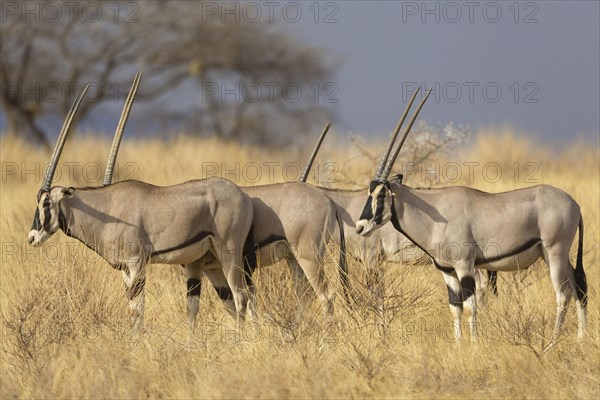 East african oryx