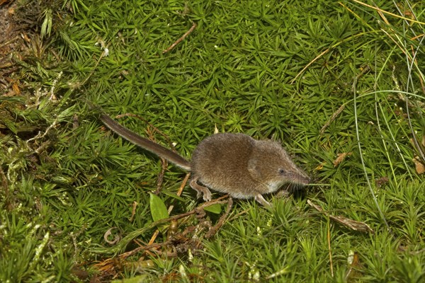 Eurasian pygmy shrew