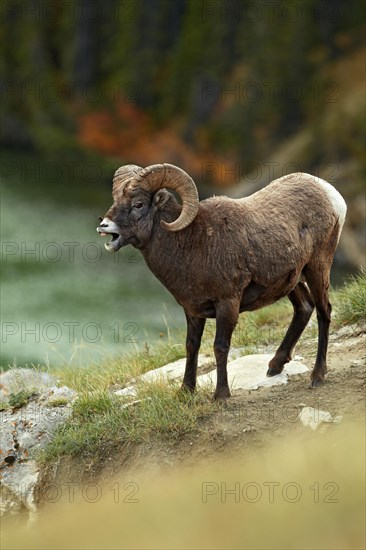 Bighorn sheep