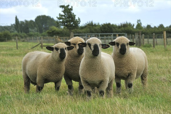 Domestic Sheep