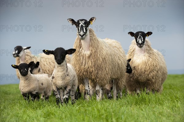 Domestic Sheep