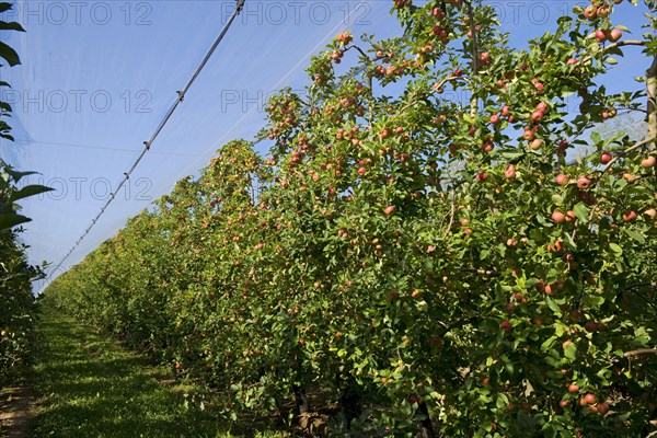 Heavily fruiting ripe cordon apples on the trees under shade nets near Sainte-Foy-la-Grande